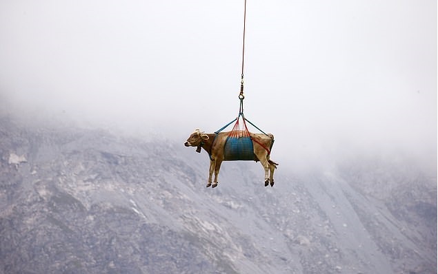 Dùng trực thăng di chuyển bò ở Thuỵ Sĩ