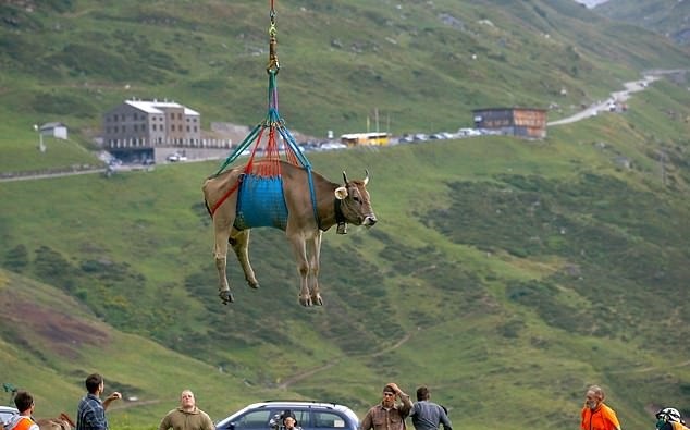 Dùng trực thăng di chuyển bò ở Thuỵ Sĩ