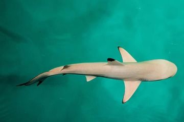 Cá mập cái sinh con sau một thập kỷ không gặp con đực
