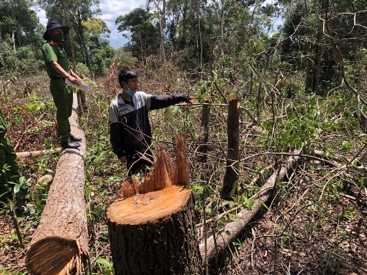 Khởi tố, bắt giam 7 đối tượng hủy hoại rừng ở Đắk Nông