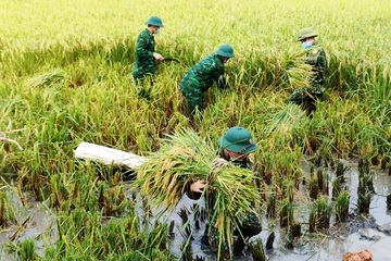 Bộ đội Biên phòng vừa trực chốt chống dịch, vừa hỗ trợ người dân gặt lúa chạy mưa lũ