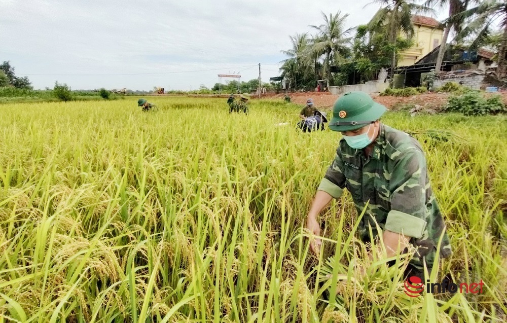 gặt lúa,bộ đội biên phòng,Nghệ An,chống dịch,chỉ thị 16