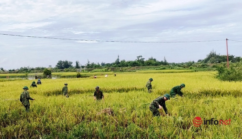 Bộ đội Biên phòng vừa trực chốt chống dịch, vừa hỗ trợ người dân gặt lúa chạy mưa lũ