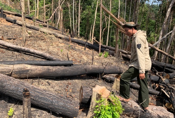 Đắk Lắk: Hàng ngàn hecta rừng biến mất chỉ trong 8 tháng
