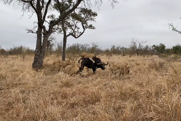 Trâu rừng bạo gan đối đầu với sư tử giải cứu đồng loại