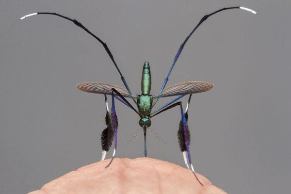 Cận cảnh loài muỗi đẹp nhất thế giới, đặc điểm kỳ lạ ở chân gây ấn tượng