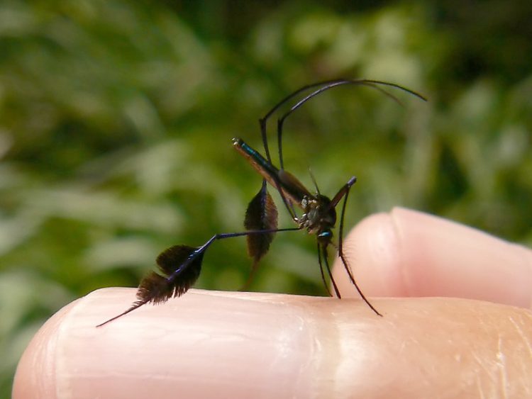Cận cảnh loài muỗi đẹp nhất thế giới, đặc điểm kỳ lạ ở chân gây ấn tượng
