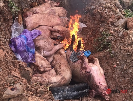 Đắk Nông: Dịch tả lợn châu Phi bùng phát ở một huyện, tiêu hủy hơn 3 tấn lợn