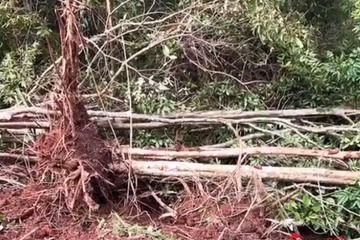 18 cây bằng lăng cổ thụ bị đào tung gốc