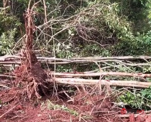 18 cây bằng lăng cổ thụ bị đào tung gốc