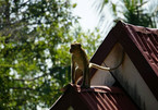 Đàn khỉ đói vào nhà dân cướp đồ ăn trên đảo Bali
