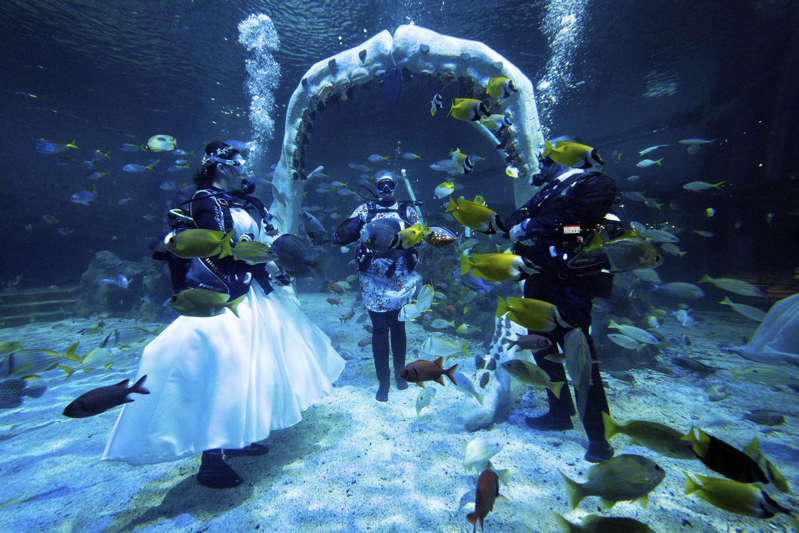 Đám cưới dưới nước xung quanh là những con cá mập