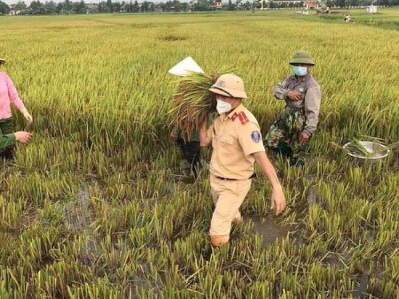 Công an Hà Tĩnh giúp dân gấp rút gặt lúa chạy bão