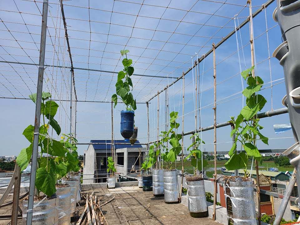 Vườn rau sạch của cô giáo Thái Bình ngay trên mái nhà khiến dân mạng thích mê