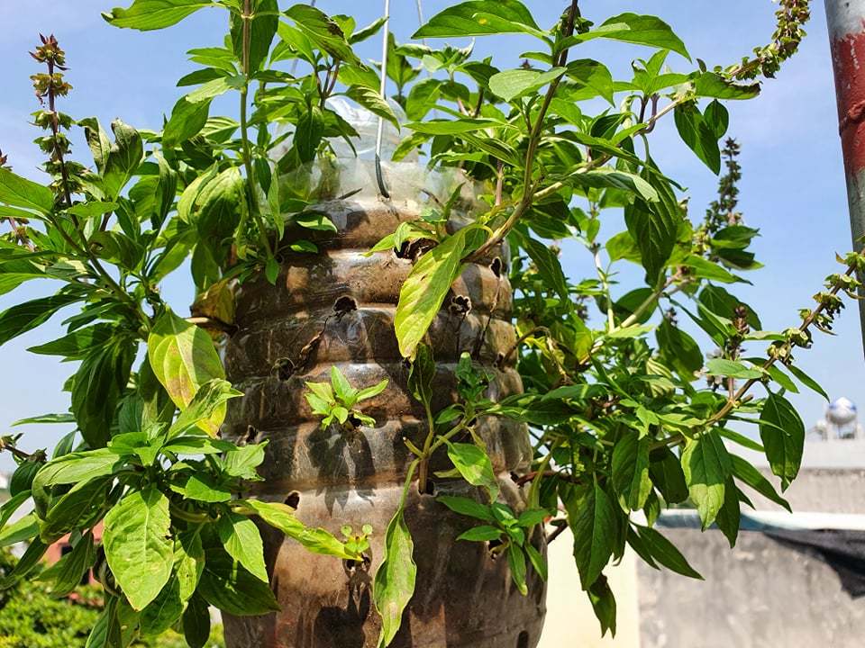 Vườn rau sạch của cô giáo Thái Bình ngay trên mái nhà khiến dân mạng thích mê