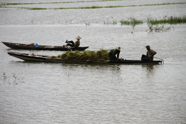 Đắk Lắk: Mưa lớn ngập 300ha lúa chưa kịp chín, dân mượn thuyền chở lúa về nhà 'chạy lũ'