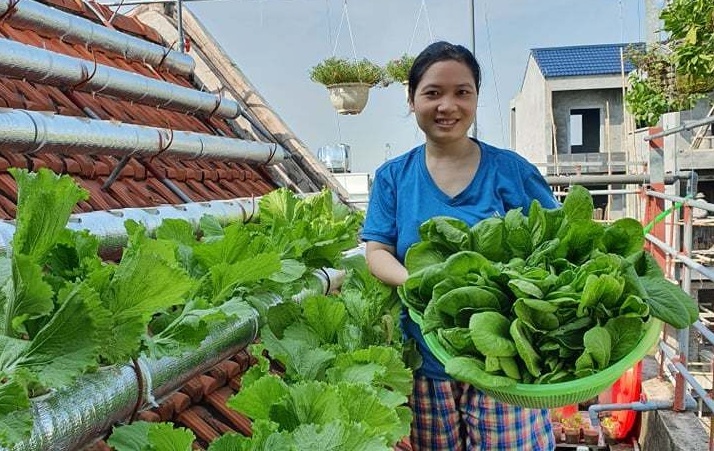 trồng rau trên mái nhà,rau thủy canh,cách làm vườn,Thái Bình