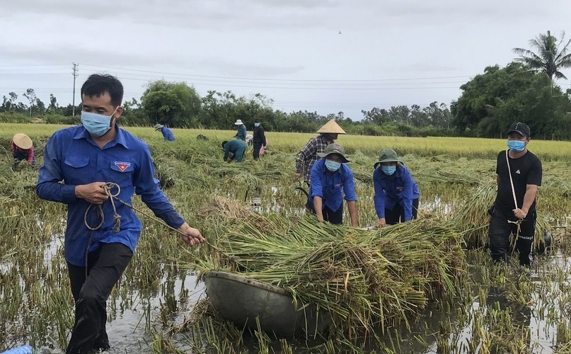 Thanh niên Quảng Ngãi gặt lúa giúp dân sau bão số 5