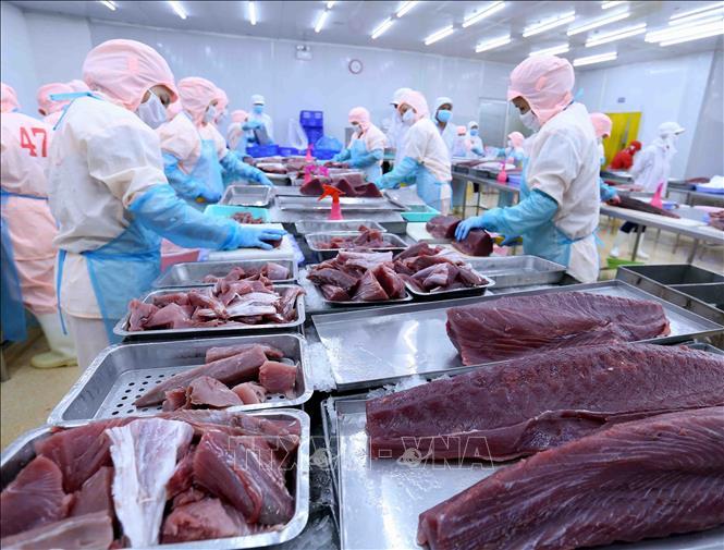 Hết tháng 7, tổng giá trị xuất khẩu cá ngừ đạt 420 triệu USD, tăng 20%