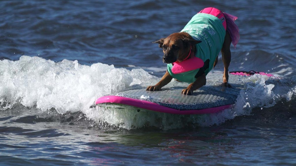 Những chú chó tranh tài tại cuộc thi lướt sóng phiên bản đặc biệt ở Mỹ