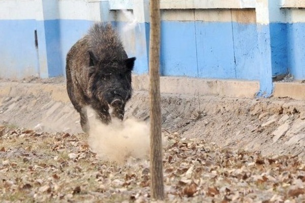 Cảnh sát Trung Quốc tiêu diệt con lợn rừng phá phách gần các trường học