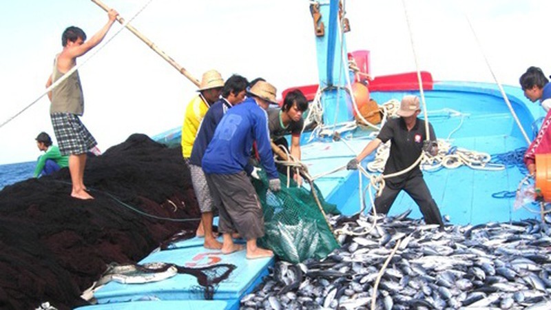 Ngư dân Quảng Nam lo ngại khi sản lượng khai thác thủy sản giảm một nửa