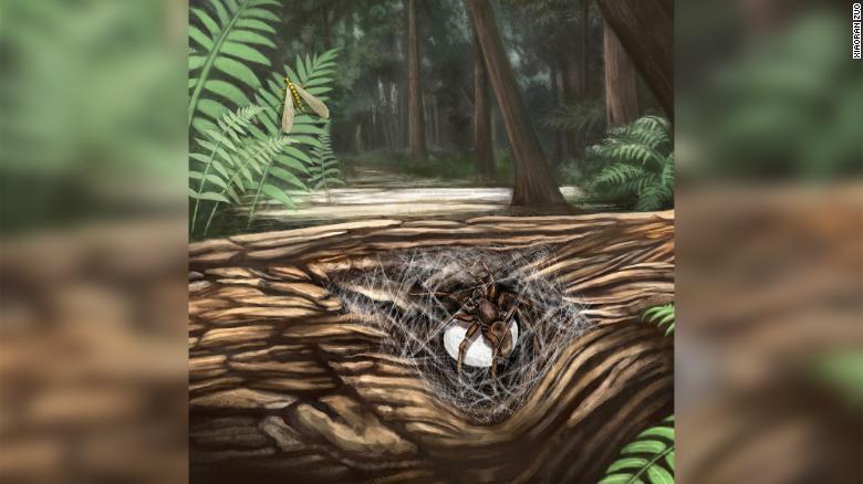 Phát hiện mẹ con đàn nhện nguyên vẹn trong miếng hổ phách 99 triệu năm
