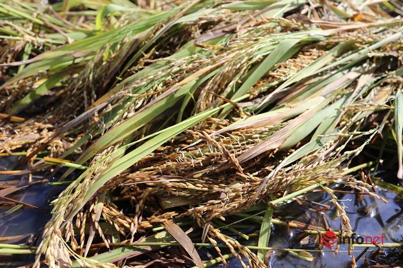 Hàng trăm hecta lúa hư hại, mọc mầm trên cánh đồng sau bão số 5