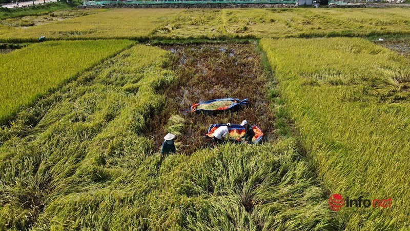 Hàng trăm hecta lúa hư hại, mọc mầm trên cánh đồng sau bão số 5