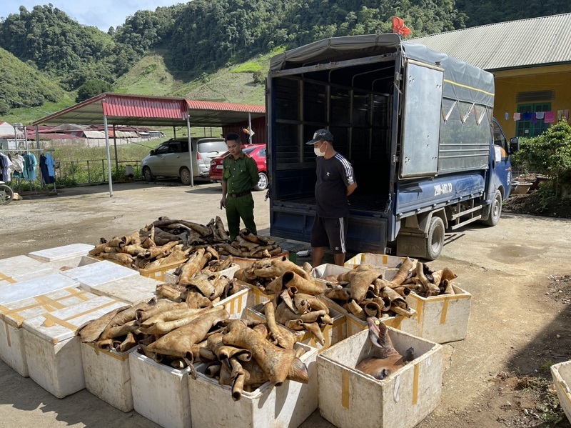 Hơn 1 tấn sản phẩm động vật không rõ nguồn gốc ở Sơn La bốc mùi suýt đưa vào thị trường tiêu thụ