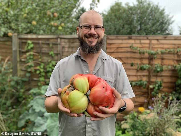 Cây cà chua bi 'khủng' giúp người làm vườn thu được 839 quả