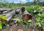Khám nghiện hiện trường vụ 27m3 gỗ trái phép chất đống trong Trung tâm Bảo tồn voi Đắk Lắk