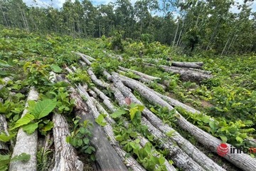Hàng trăm lóng gỗ vô chủ trong Trung tâm bảo tồn voi Đắk Lắk: Lập hồ sơ khởi tố vụ án chuyển cho công an