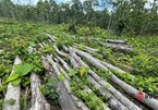 Hàng trăm lóng gỗ vô chủ trong Trung tâm bảo tồn voi Đắk Lắk: Lập hồ sơ khởi tố vụ án chuyển cho công an