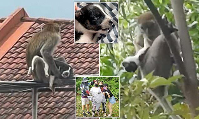 Khỉ hoang bắt cóc chó nhà làm con tin, ba ngày sau mới trả về