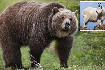 Dê núi húc chết gấu xám trong cuộc chiến đấu hiếm hoi ở Canada