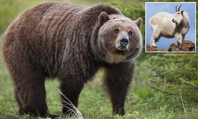 Dê núi húc chết gấu xám trong cuộc chiến đấu hiếm hoi ở Canada