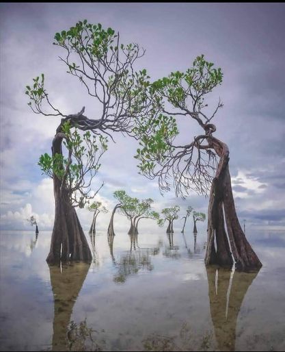 Độc đáo những cây ngập mặn 'nhảy múa' trên đảo Sumba