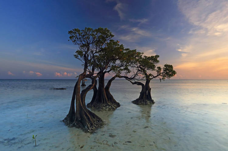 Độc đáo những cây ngập mặn 'nhảy múa' trên đảo Sumba