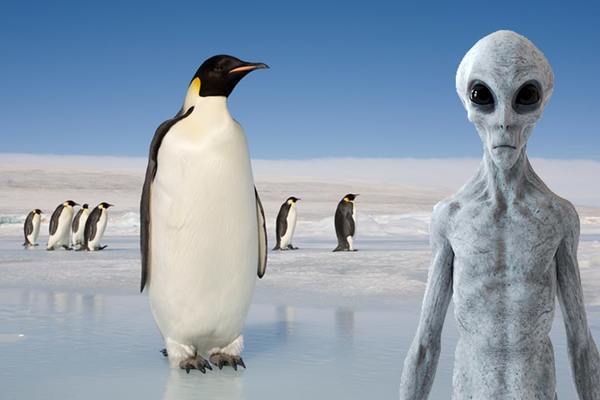 Chim cánh cụt là sinh vật từ hành tinh khác đến Trái Đất?