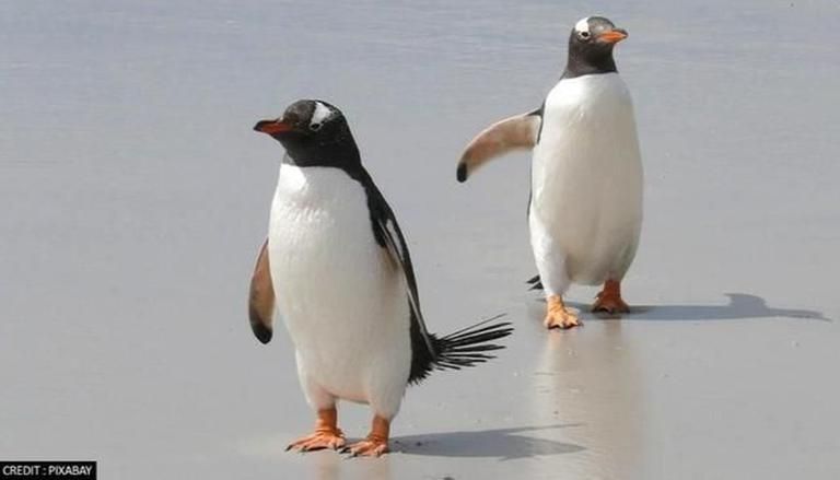 Chim cánh cụt là sinh vật từ hành tinh khác đến Trái Đất?