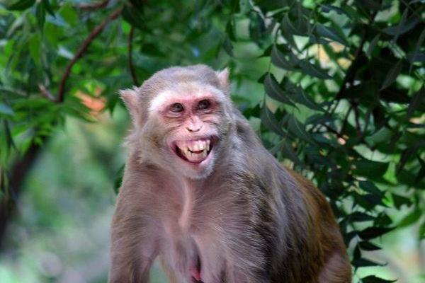 Bị xua đuổi, khỉ tinh quái ở Ấn Độ tự bắt xe tải đi 22km từ rừng về làng