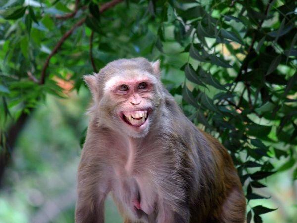 Bị xua đuổi, khỉ tinh quái ở Ấn Độ tự bắt xe tải đi 22km từ rừng về làng