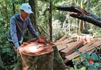 Quảng Nam: ''Lâm tặc'' lộng hành chặt phá nhiều cây cổ thụ đường kính hàng mét