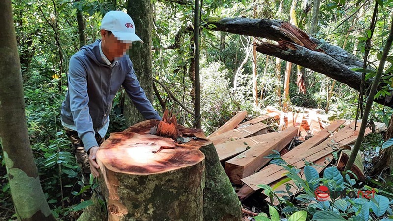 Quảng Nam: ''Lâm tặc'' lộng hành chặt phá nhiều cây cổ thụ đường kính hàng mét