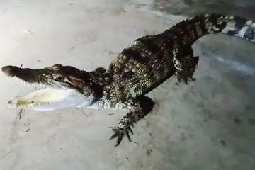 Nghệ An: Bất ngờ phát hiện cá sấu khi đi câu cá đêm