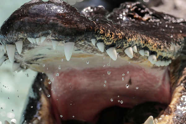 Kinh hoàng khoảnh khắc cá sấu lớn nuốt chửng cá sấu bé
