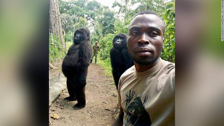 Khỉ đột làm dáng chụp ảnh nổi tiếng khắp mạng xã hội và cái kết đau lòng