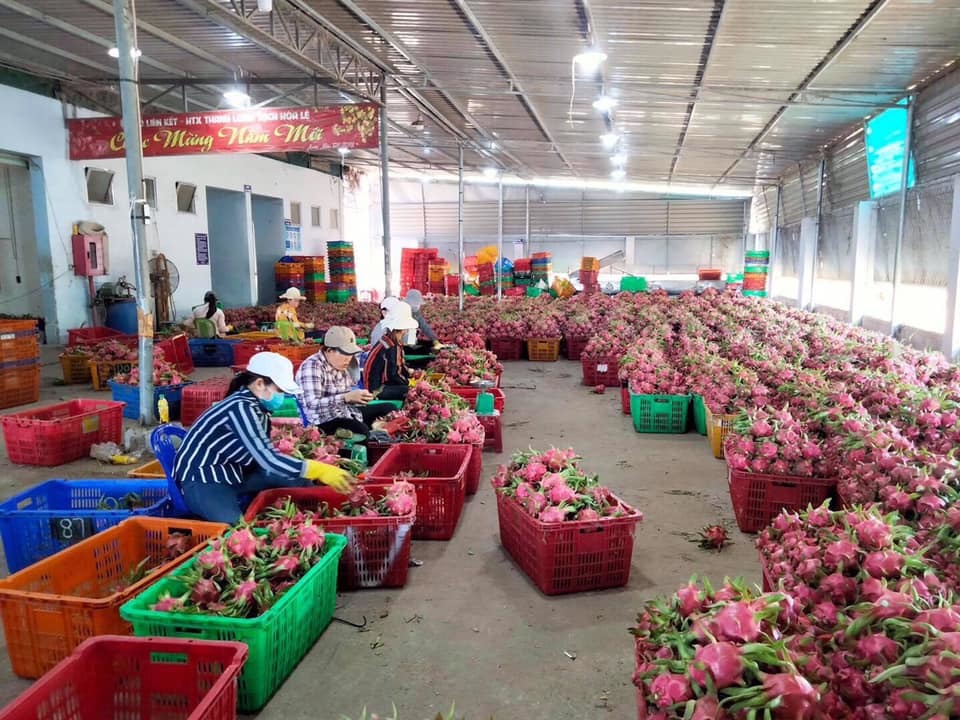 Những thách thức khi nông sản Việt được cấp 'giấy thông hành' ra nước ngoài