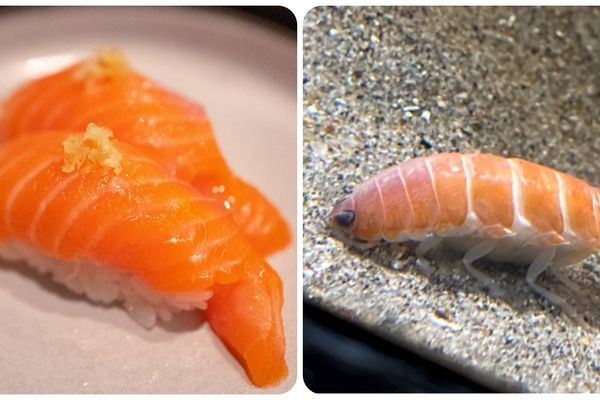 'Miếng sushi cá hồi' này thực ra là một sinh vật mới phát hiện ở Nhật Bản